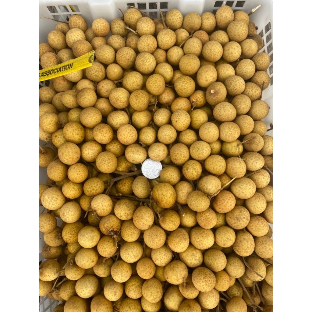 

Kelengkeng manis segar fresh 500gram