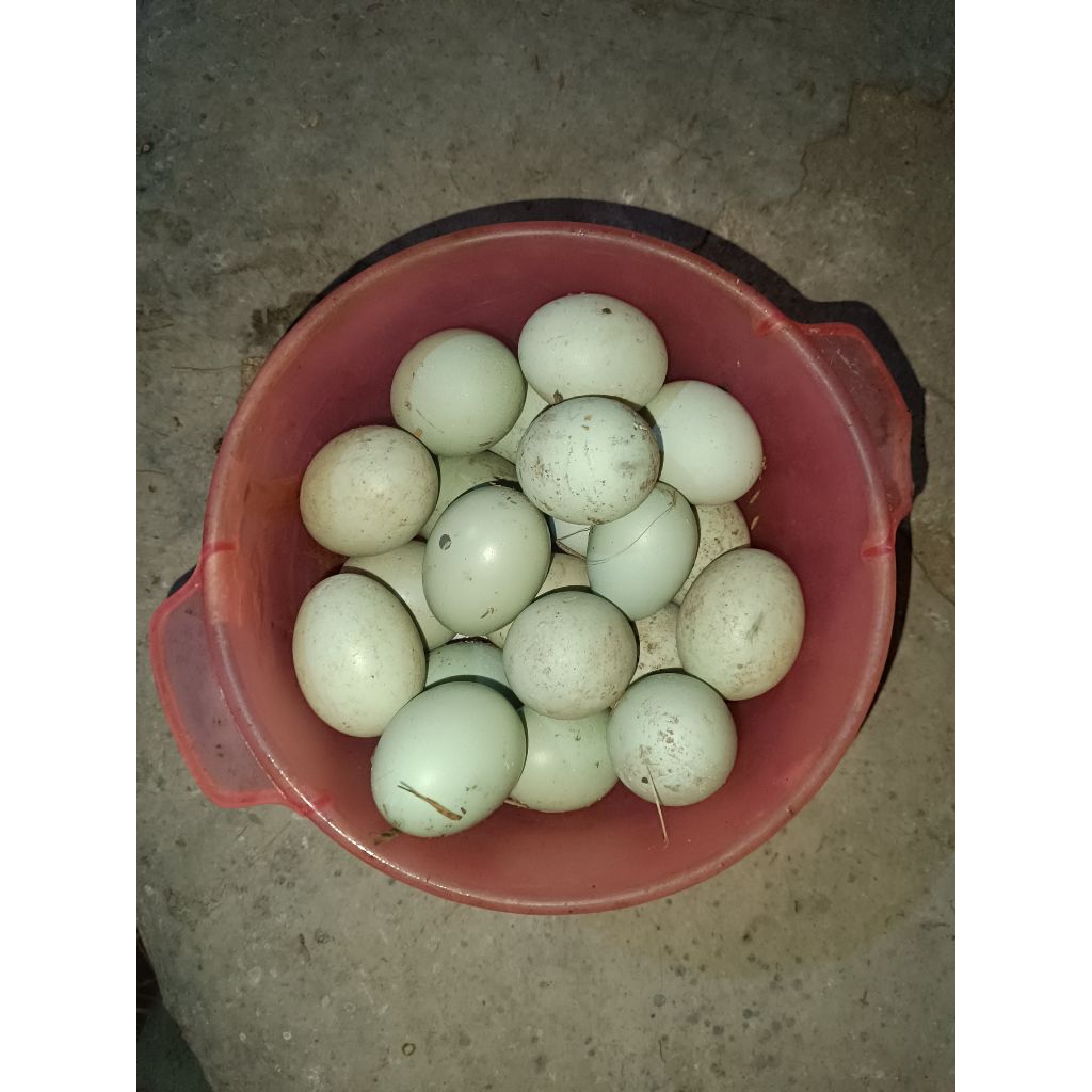 

Agen Telur bebek fresh hasil ternak sendiri