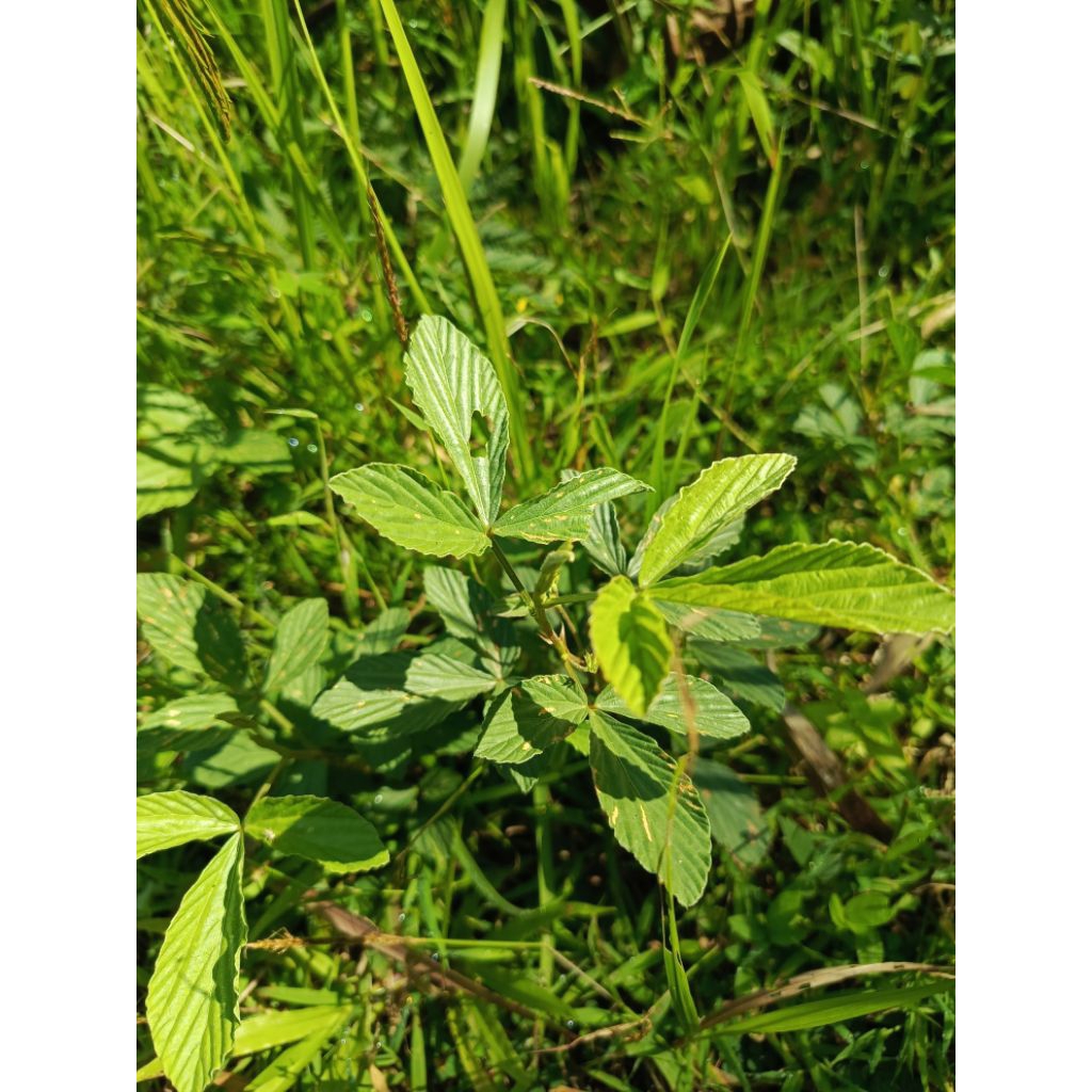 

free kardus (Petik Kirim) Daun Saluyot/jute Segar / Kering – Sayuran Herbal Kaya Serat & Vitamin