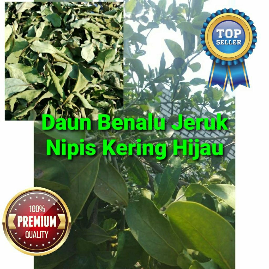 

BENALU JERUK NIPIS 1 KG RANTING DAN DAUN TOP 1