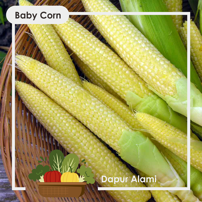 

Baby Corn, Jagung Kecil Muda per Pack - Sayur Jogja