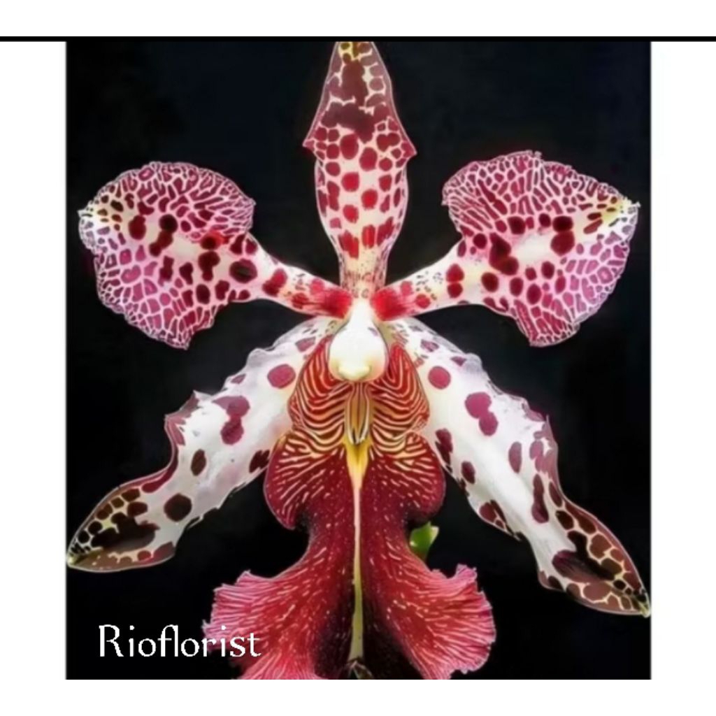 anggrek dendrobium Import Petra duenas dewasa siap berbunga