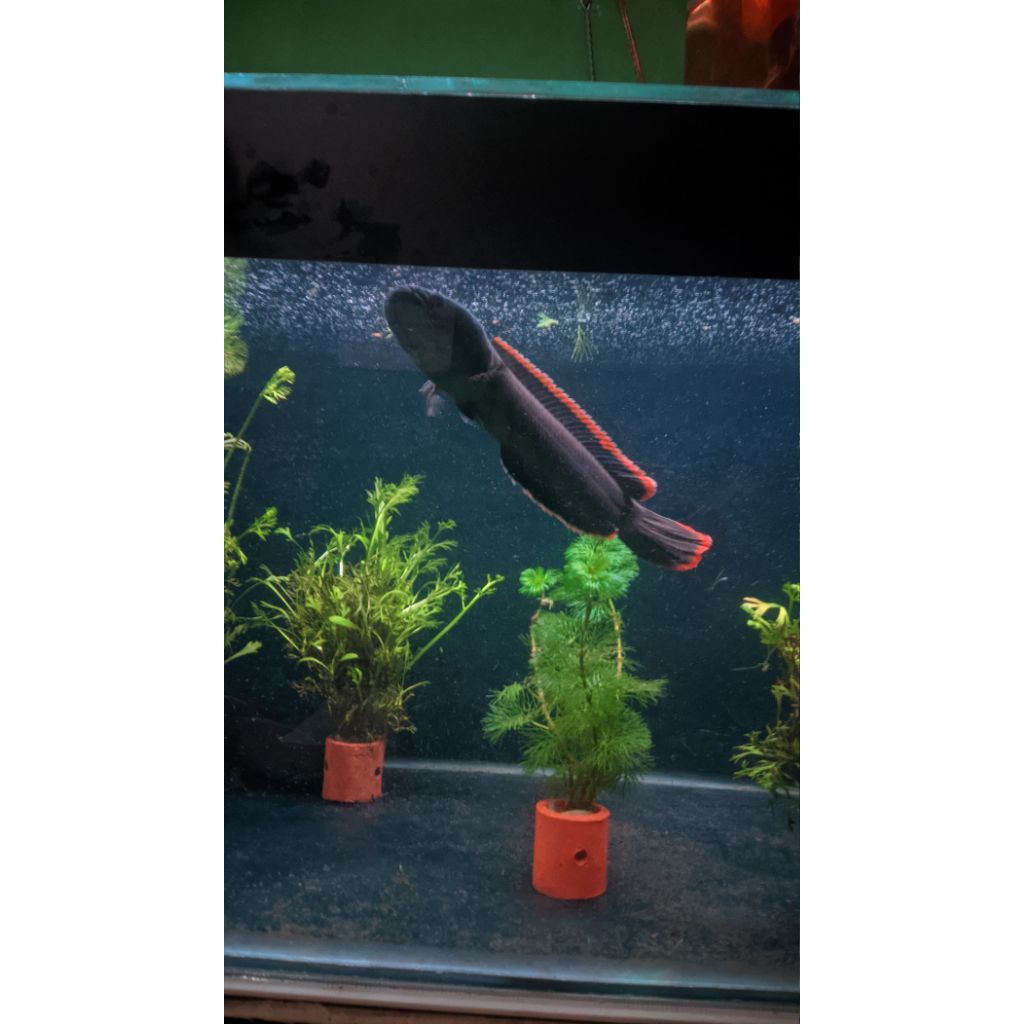 chana limbata wc 15cm