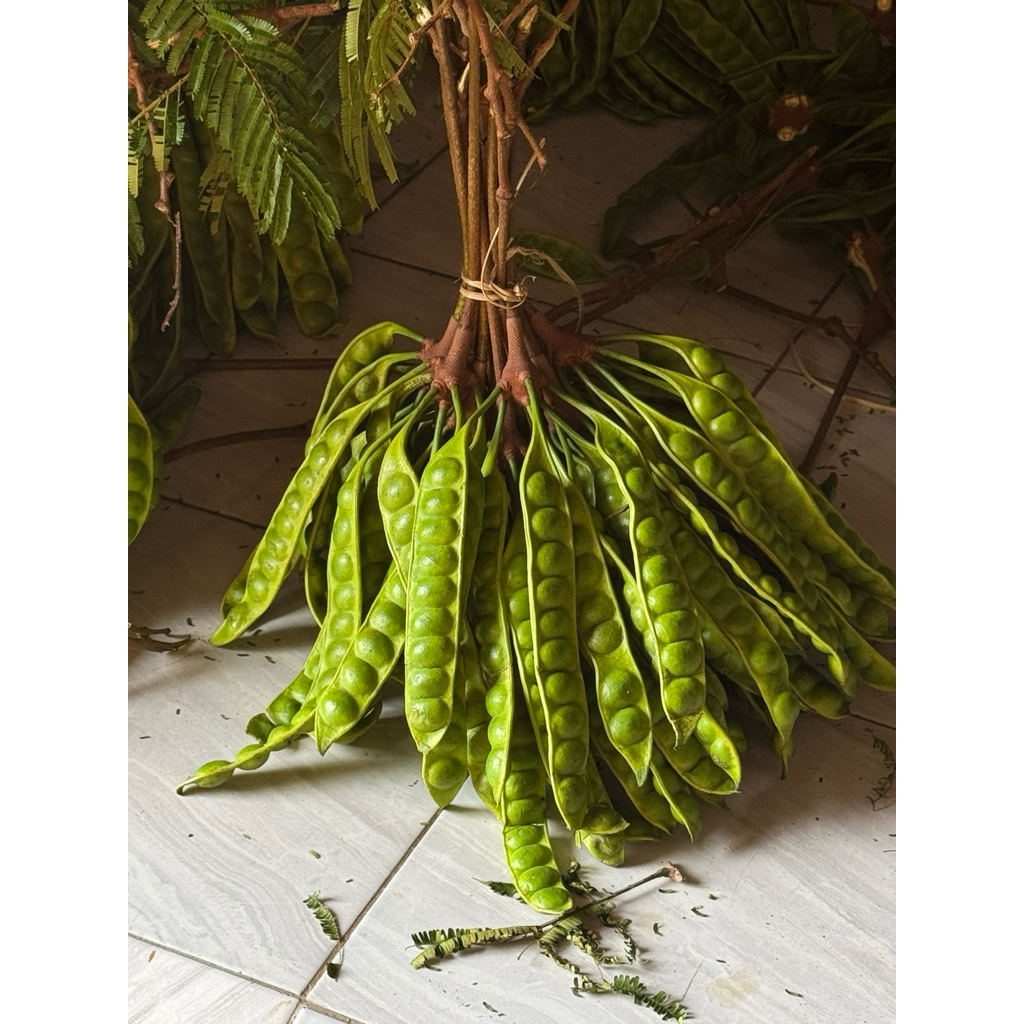 

pete atau petai pendek isi 10