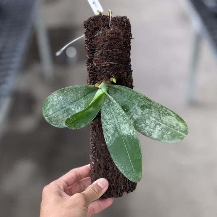 Anggrek Amabilis Jawa & Luar Jawa