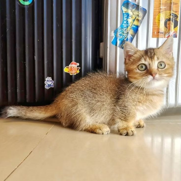 kucing bsh munchkin  jantan usia 3 bulan  sudah vaksin  warna golden  sudah pup pasir dan dryfood  a