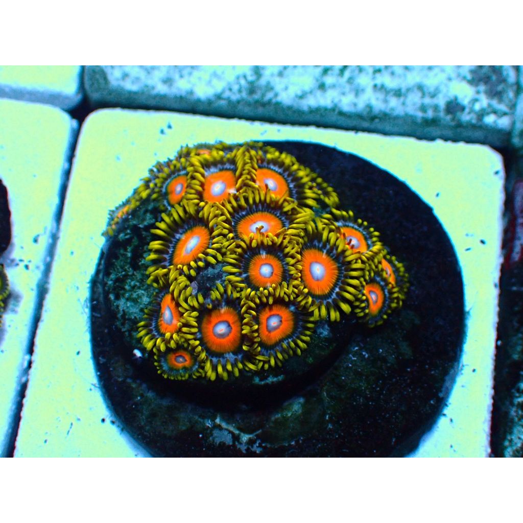 Zoa Super Saiyan KOLONI Reeftank Aquarium Laut