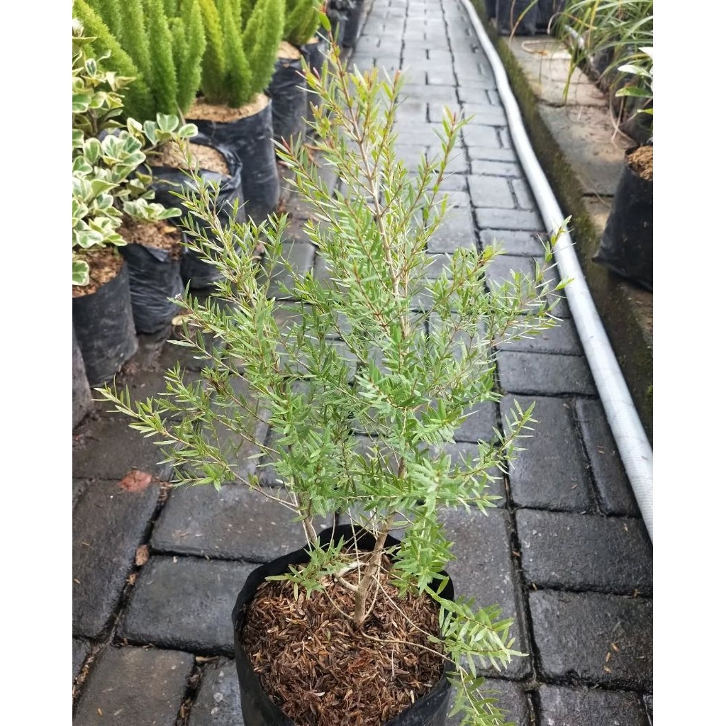 Tanaman herbal kayu putih - tanaman kayu putih - pohon kayu putih