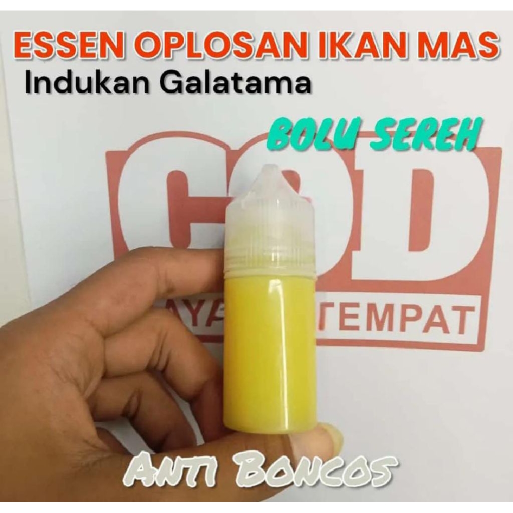 Essen Ikan Mas Paling Gacor, Essen Ikan Mas Amis Wangi, Essen Ikan Mas Indukan, Essen Ikan Mas Haria