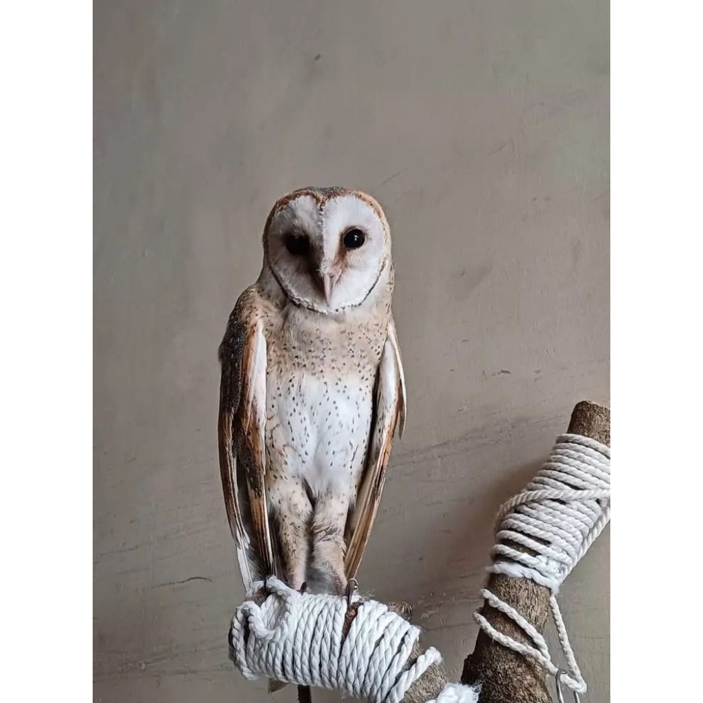 Burung hantu Tyto alba Remaja