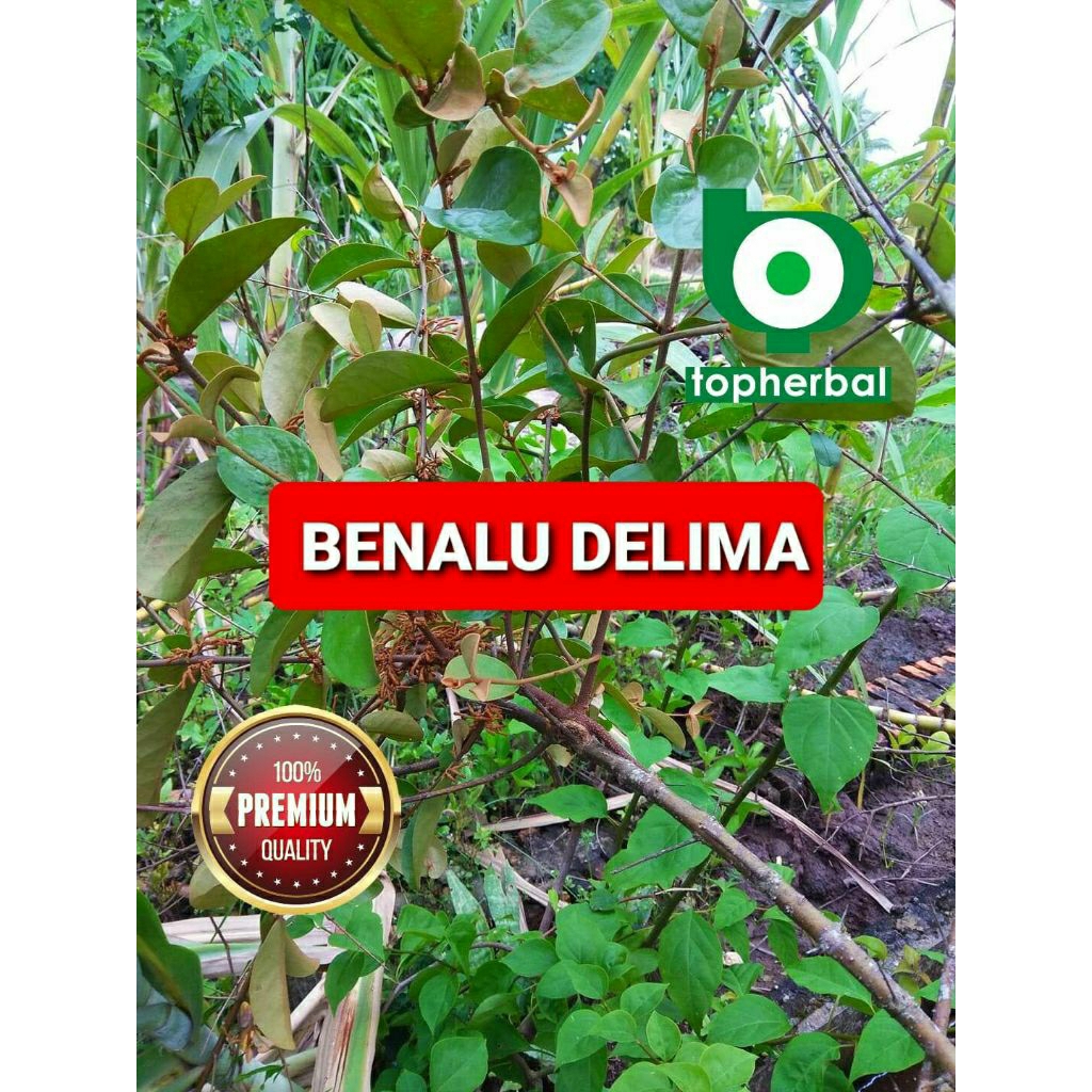 

BENALU DELIMA 500 GRAM GRADE TERTINGGI A+