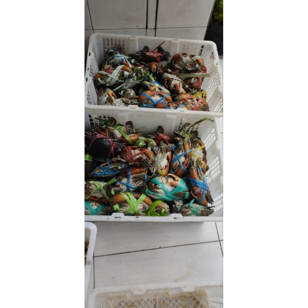 

KEPITING KECIL MURAH KUALITAS SUPER