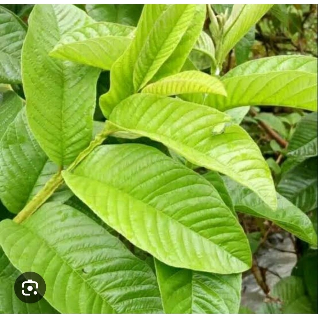 

DAUN JAMBU BIJI SEGAR/ mengatasi diare/ diambil pas ada pesanan