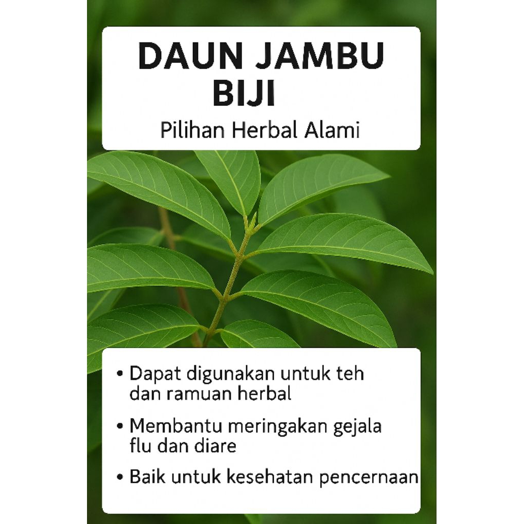 

Daun Jambu Biji Segar Herbal Alami Obat Diare Daun Tradisional