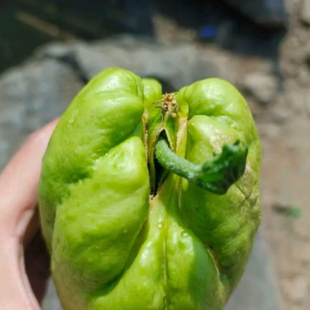 

Benih Labu Siam Fresh Jumbo / Benih Labu Siam Jumbo