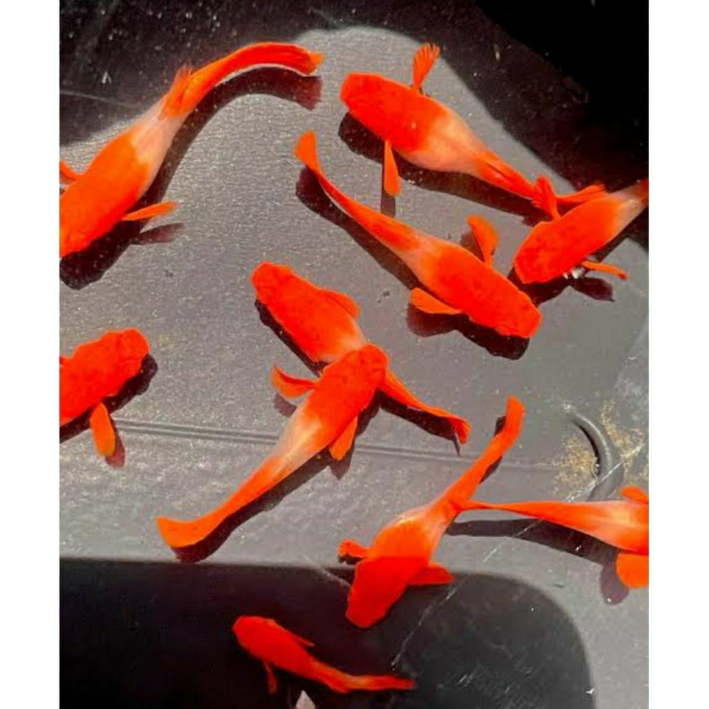 sticker guppy albino koi red ear