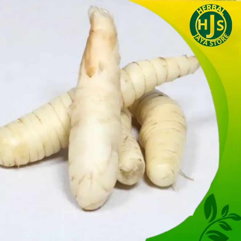 

Umbi Garut Segar 1kg Obat Herbal