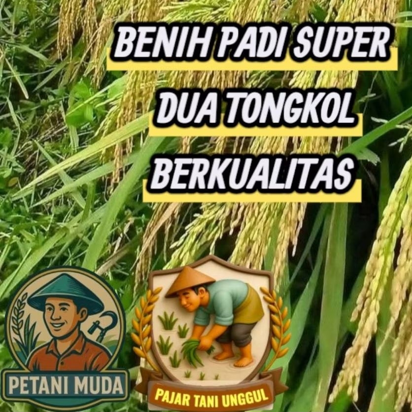 Benih padi Super unggul 2tongkol Jumbo bibit berkualitas berbobot untuk kalangan petani pemula 5Kg