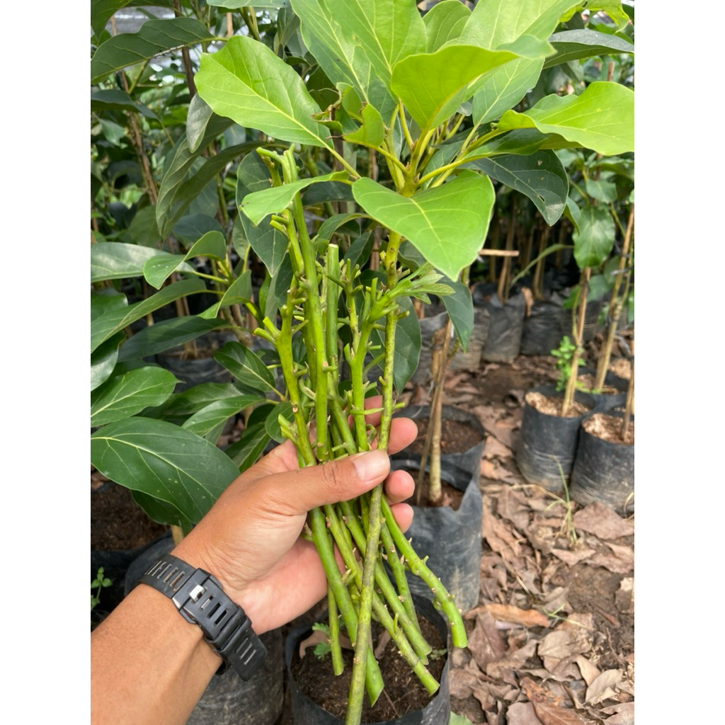 entres alpukat mentega aligator