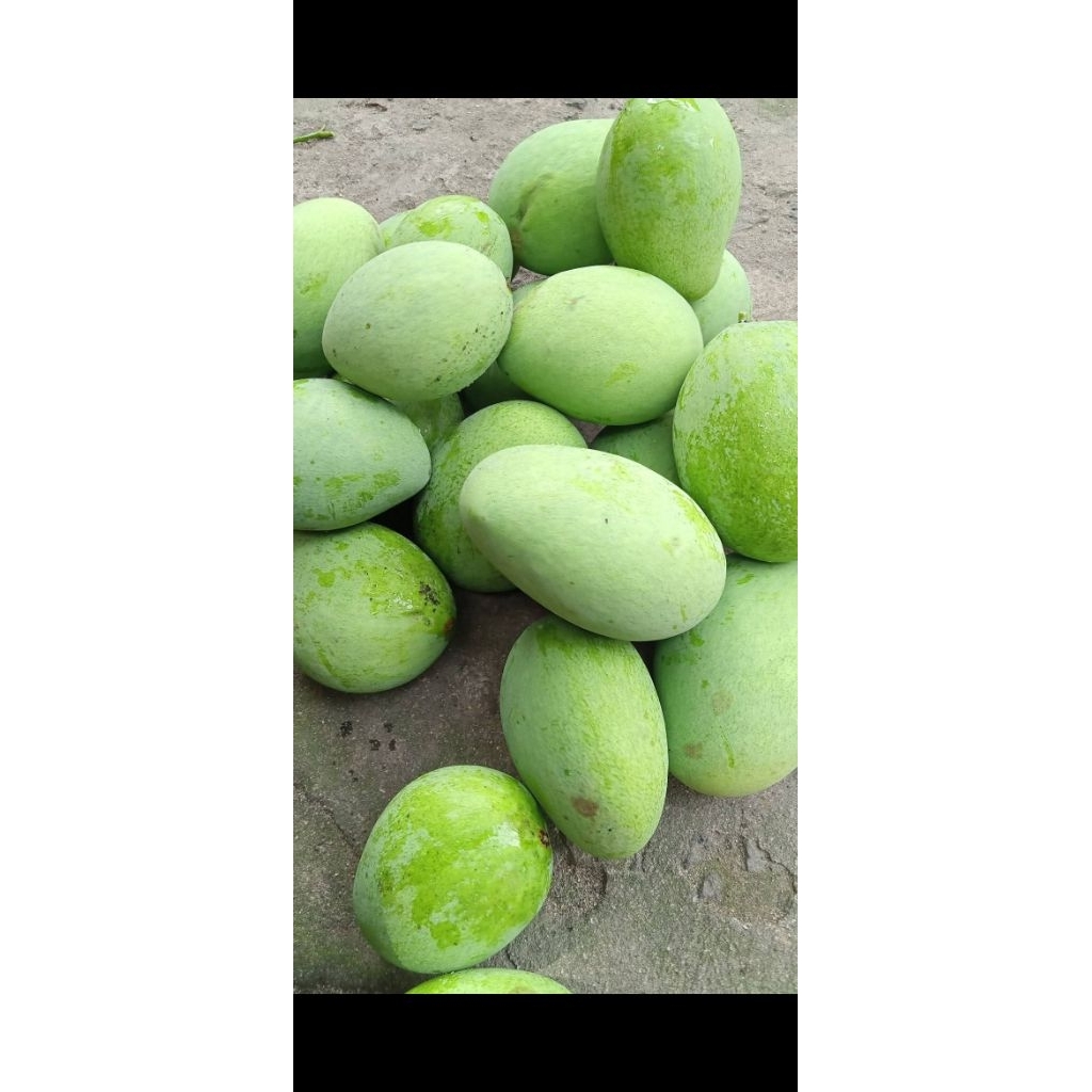 

Mangga muda (petisan)