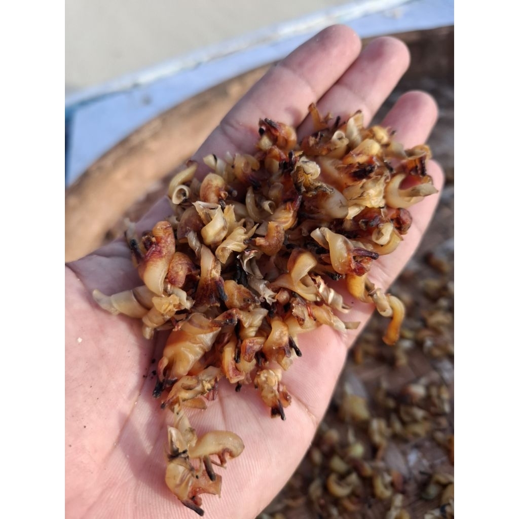 

seafood gonggong kering | Seashell gonggong