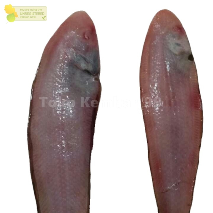 

Ikan Segar 1Kg Ikan Lidah Segar Ikan Lidah lidah Utuh