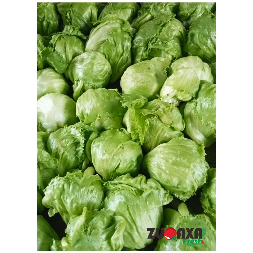 

iceberg / selada bokor / head lettuce / Selada krop 500gr/1kg
