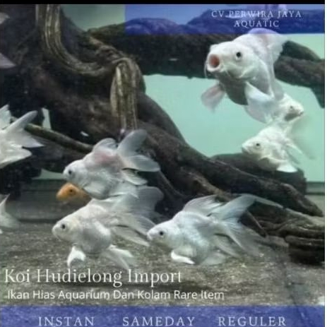 Koi Platinum Butterfly Hudielong Import Good Quality Hiasan Aquarium
