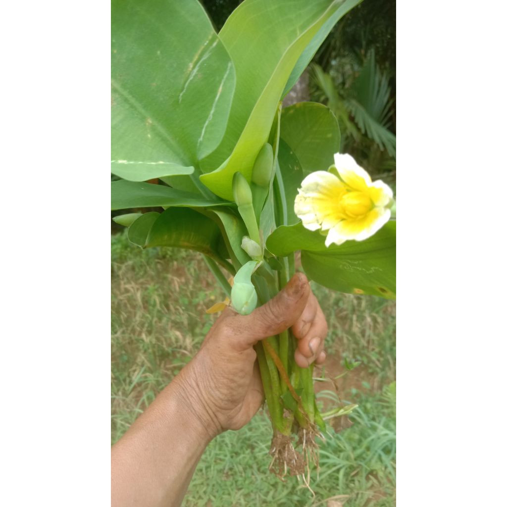 

akar batang daun genyjer/genot 500g