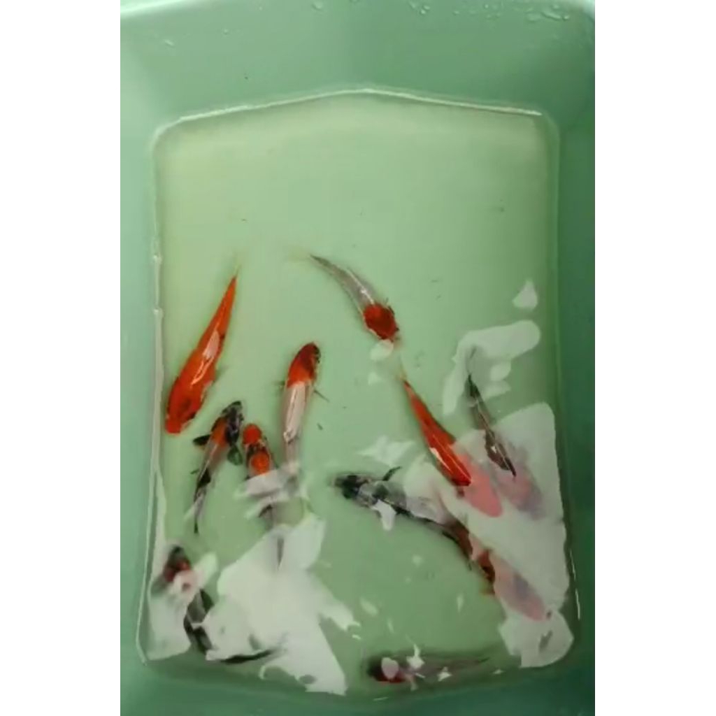 

bahan 10 ekor cempion