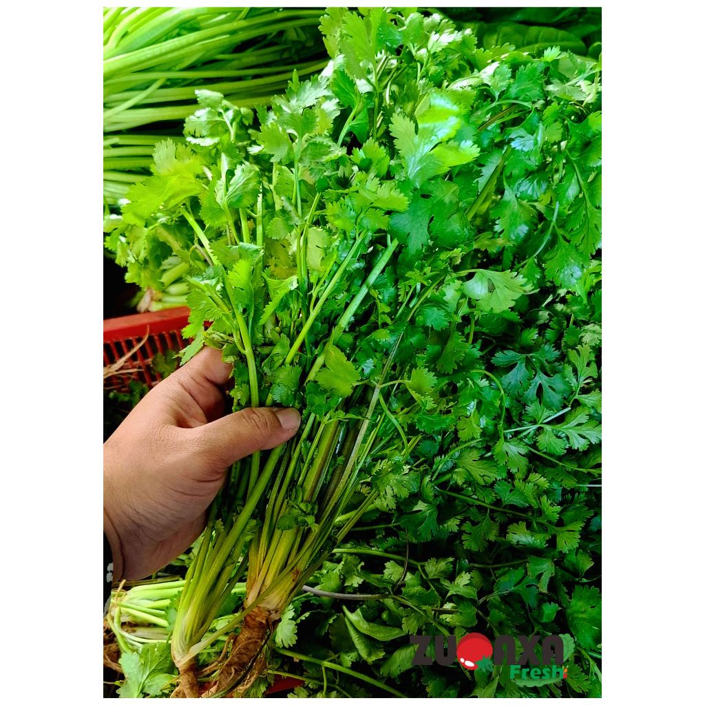 

Sayur Wansui / Daun Ketumbar