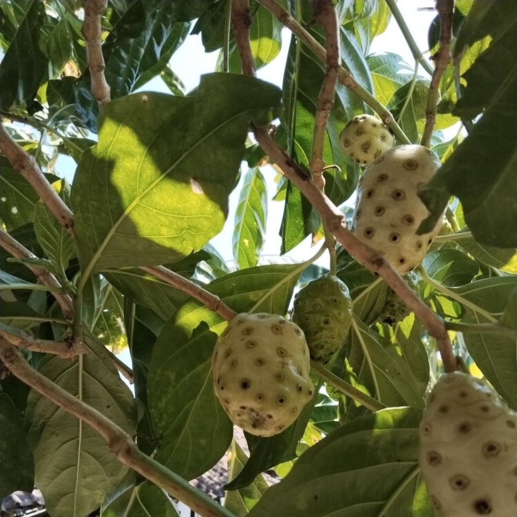 

MENGKUDU BUAT OBAT BUAT RUJAK PER 1Kg / PACE/MENGKUDU