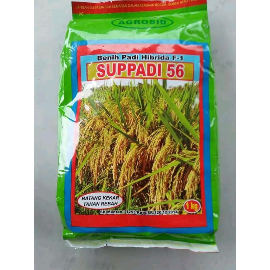 benih padi supadi 56 100% original
