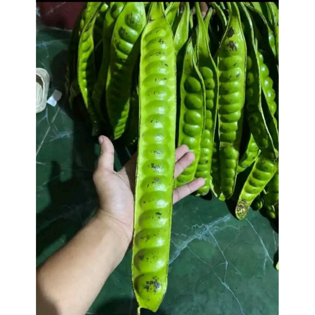 

Pete Tua murah 1 ikat (5 papan)Asli Lumajang 5 papan