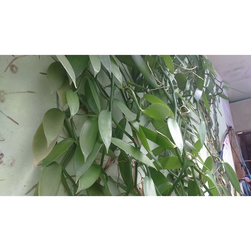 Stek bibit tanaman vanili Planifolia, bibit unggul