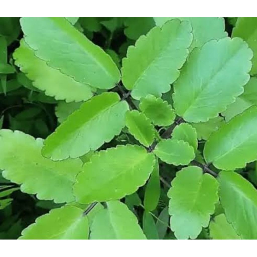 

Daun cocor bebek atau sosor bebek segar 1 kg fresh-az