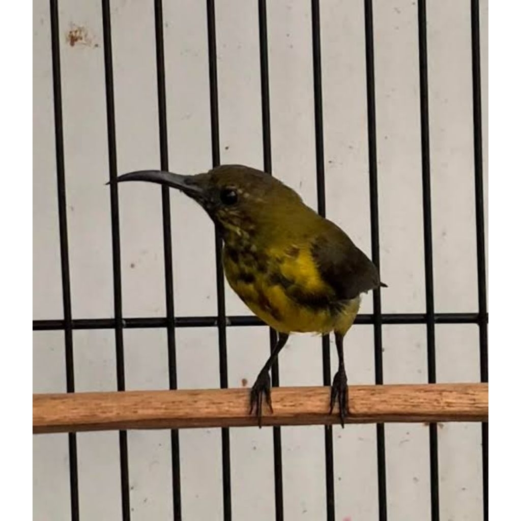 SOGON Maluku Ijoan Jamin Jantan