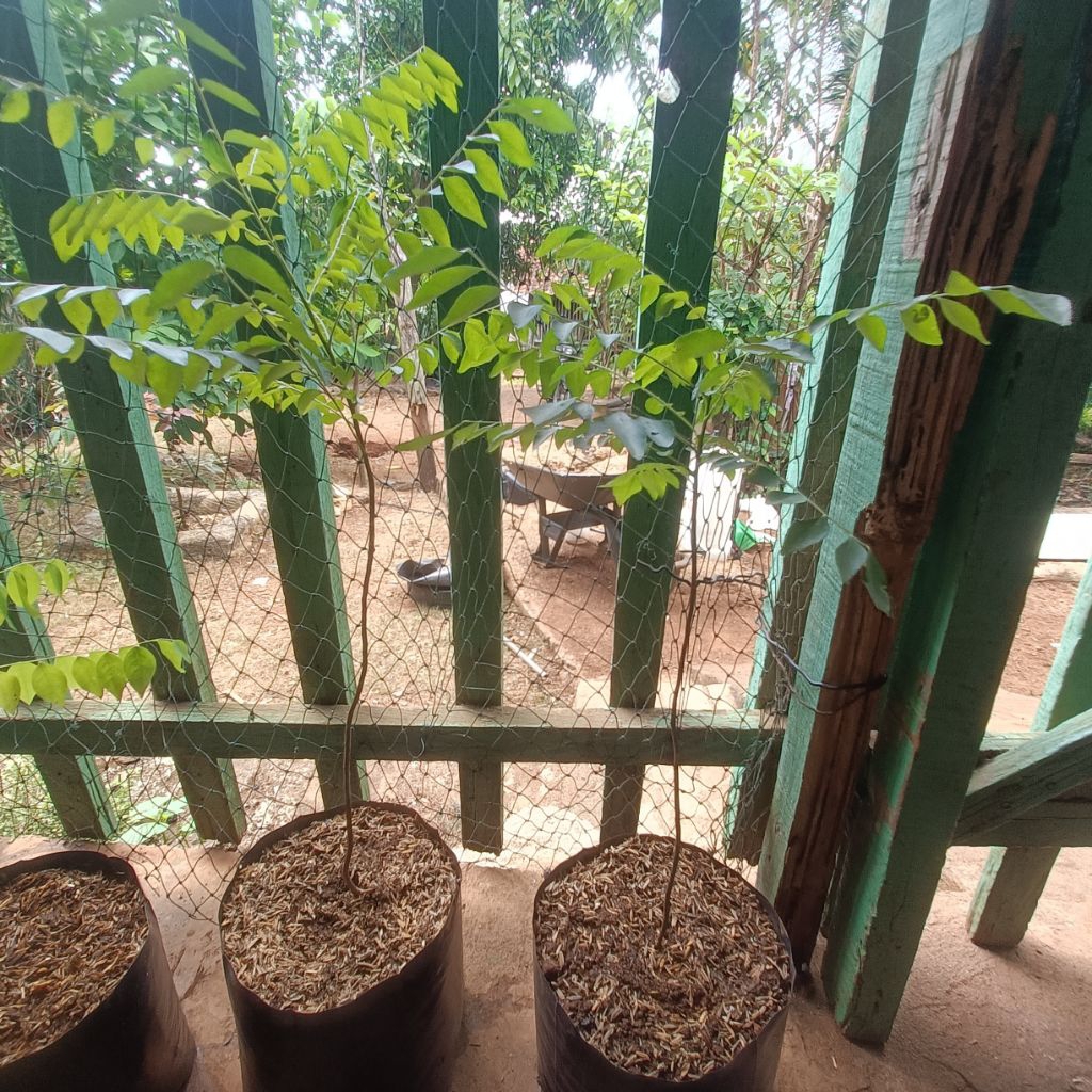 

Bibit/Pohon Salam Koja atau Kari