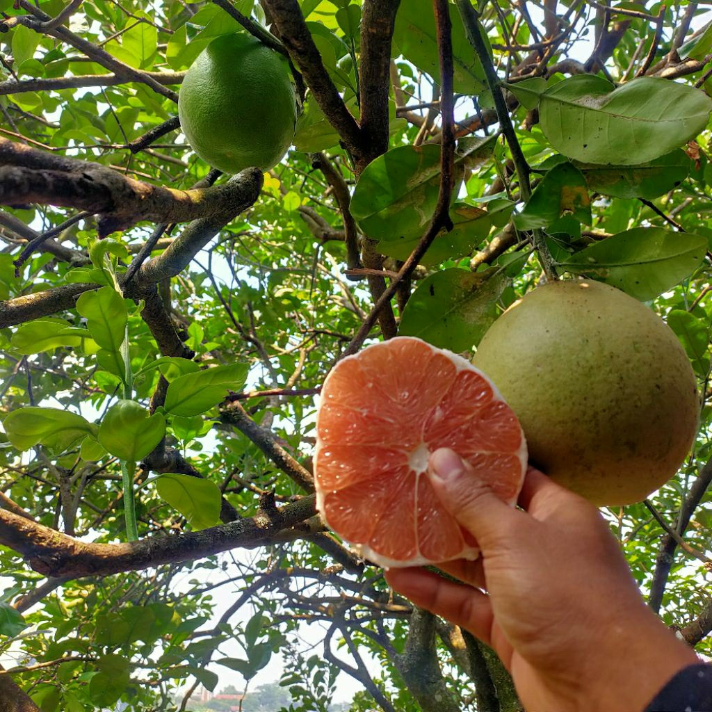 

jeruk pamelo madu asli muria berat 1,9-2,4kg jumbo manis fresh