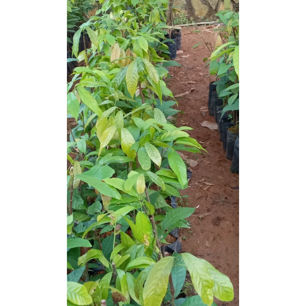 bibit kakao mcc02 Sulawesi