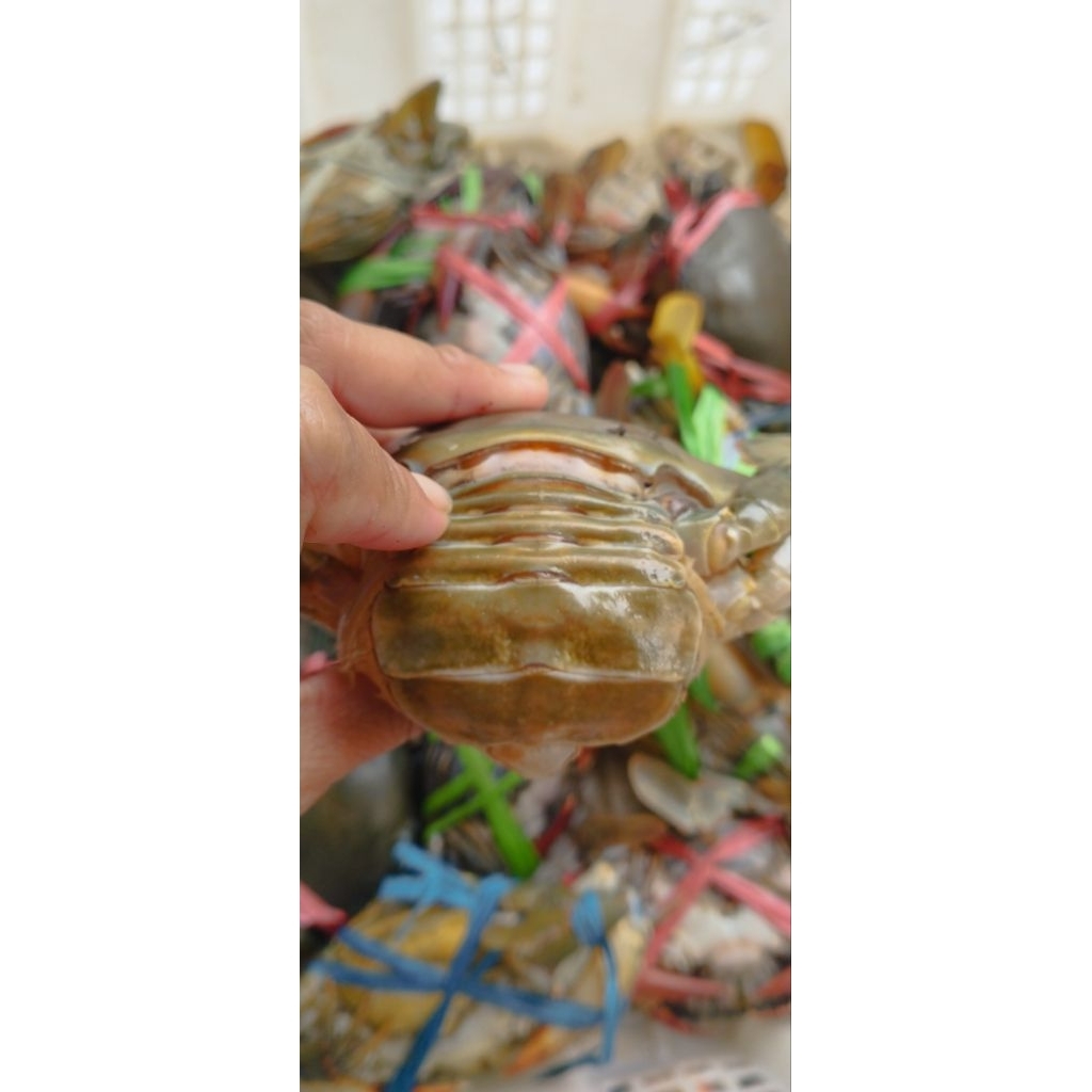 

KEPITING TELUR SEGAR