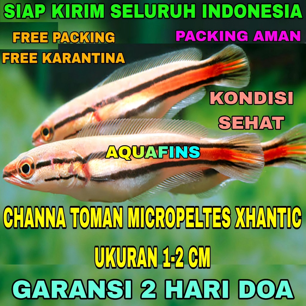 HIASAN SNAKEHEAD CHANNA GABUS TOMAN MICROPELTES XHANTIC UKURAN 1-2 CM