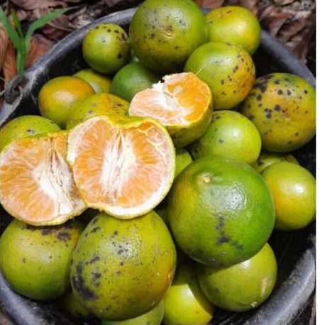 

buah jeruk manis dan segar(500gr dan 1000gr)di jamin fress dengan kualitas premium