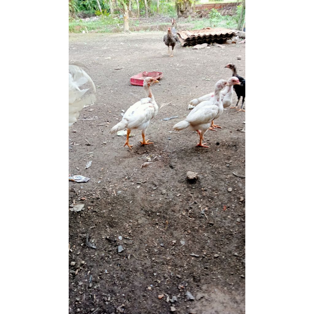 anak ayam kampung