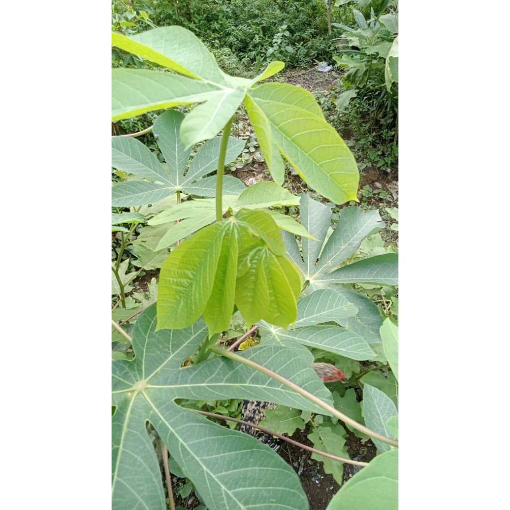 bibit daun ubi karet