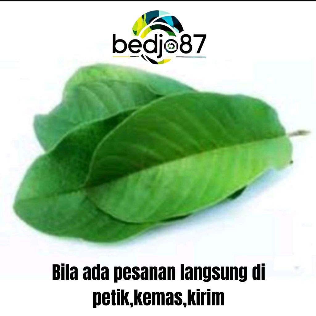 

BEDJO87.YPF/Daun jambu biji fresh/kemasan 50gram