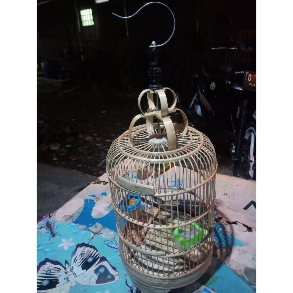 sangkar burung pleci replika cungkok bahan tinggal cat tindak usah ngerakit