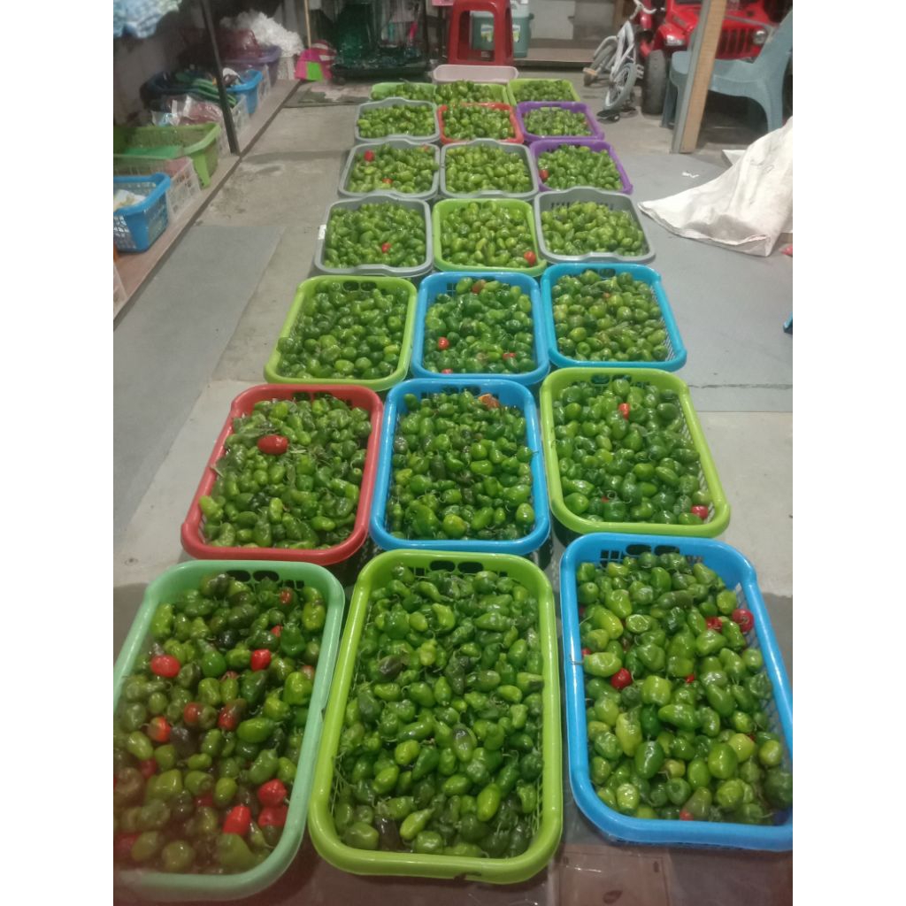 

cabe bendot / cabe gendot grosir