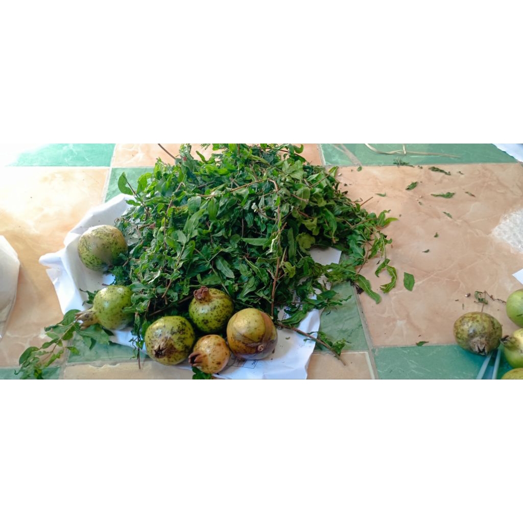 

Daun delima fressh/basah baru petik pohon