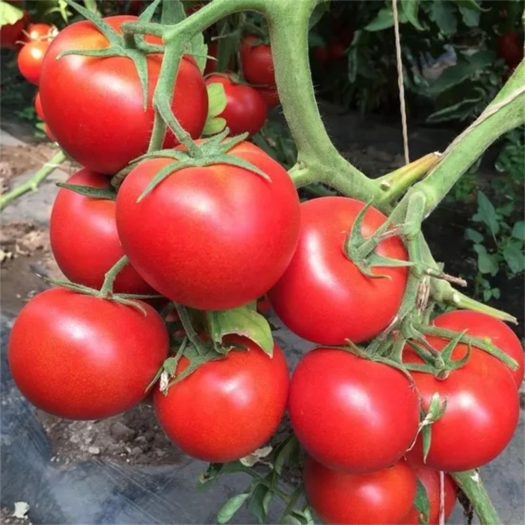 

10 BUTIR TOMAT RED ROBIN